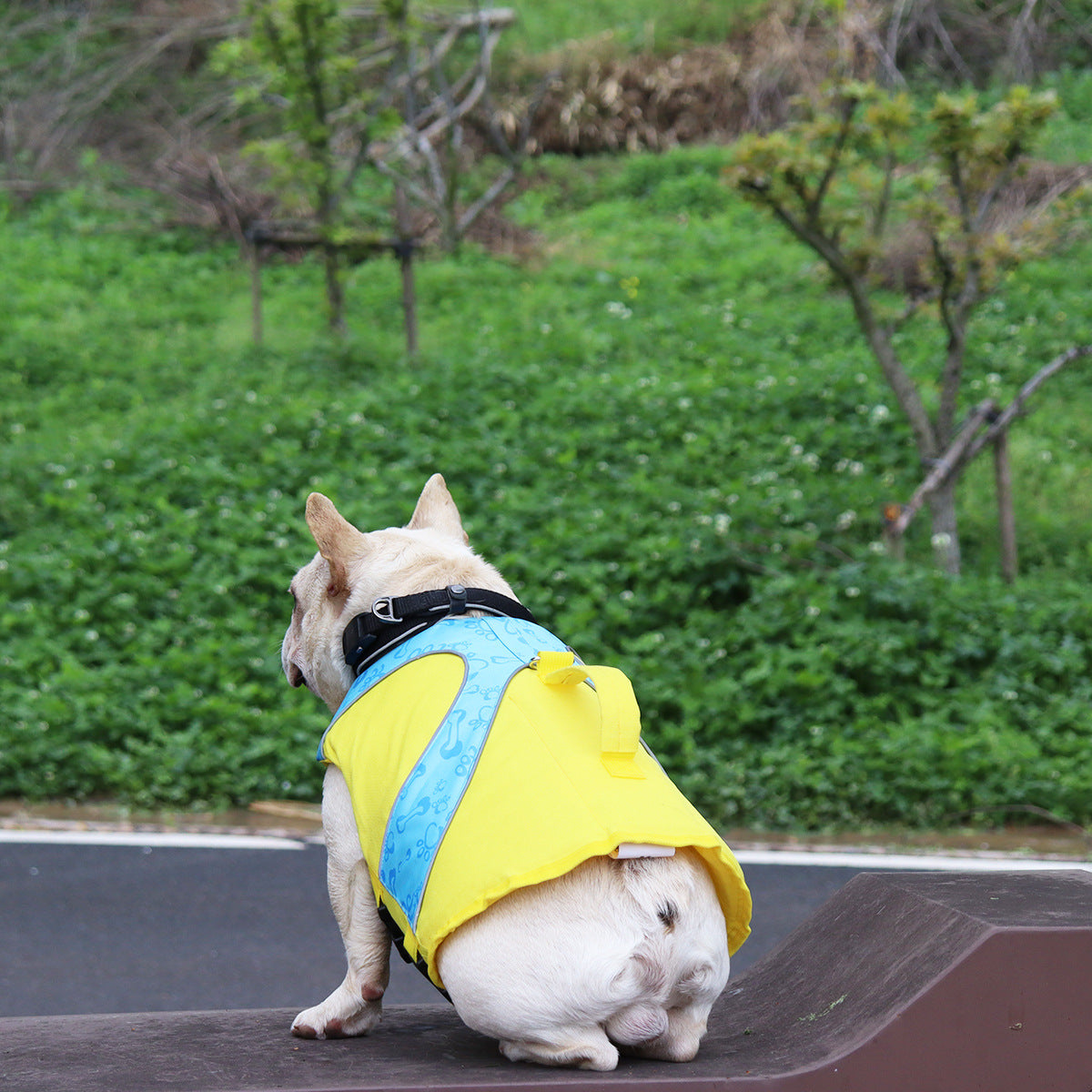 Dog Life Jacket — High-Visibility Swim Vest for Safe Water Play