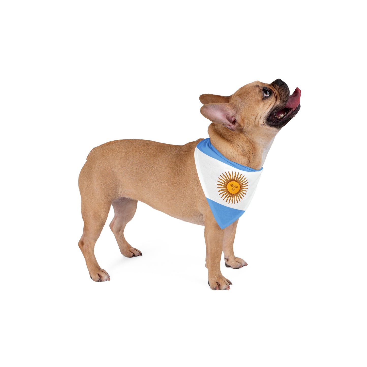 Soccer Fan Pet Bandana — Argentina