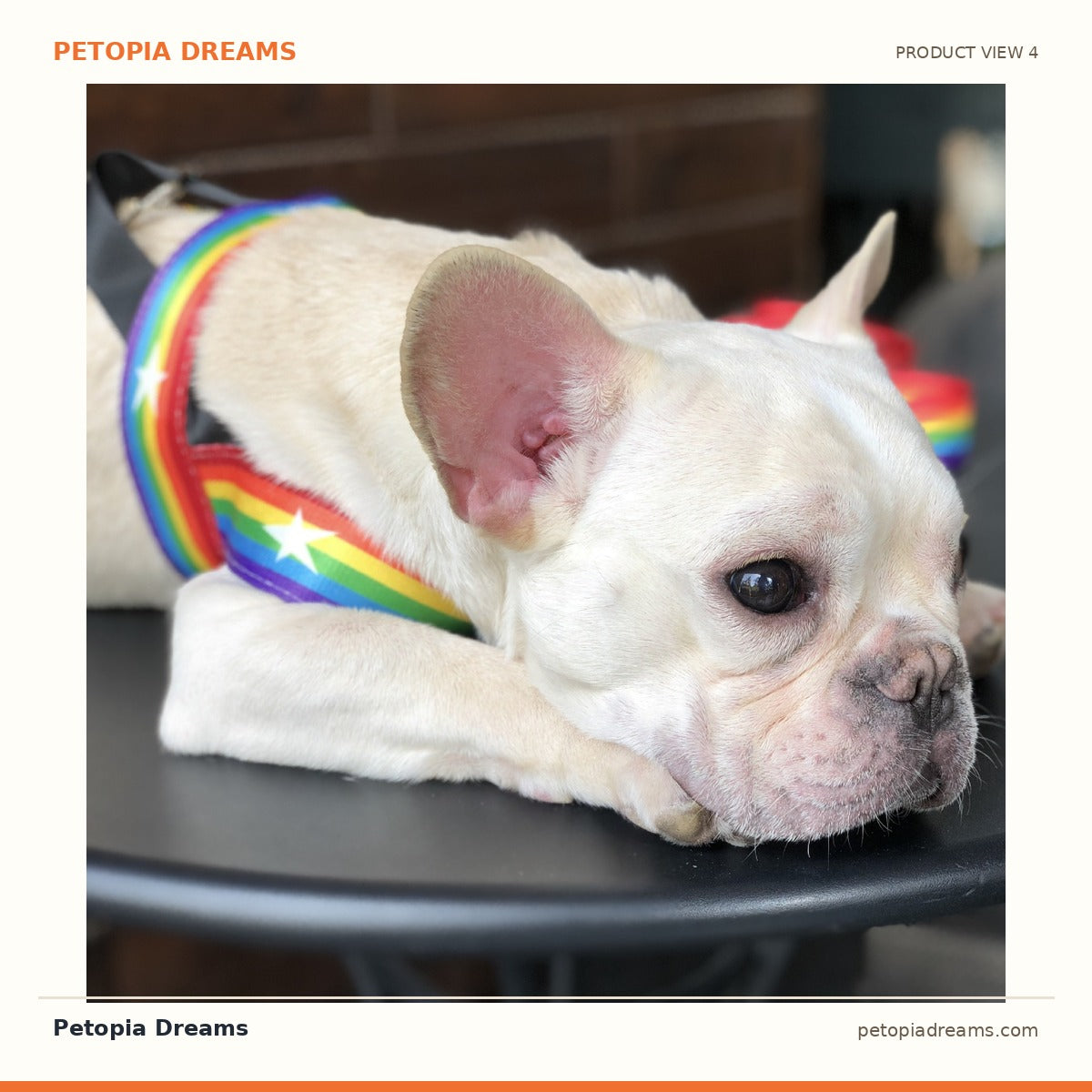 Additional product view of Rainbow Dog Harness & Leash Set for Small Dogs | Petopia Dreams