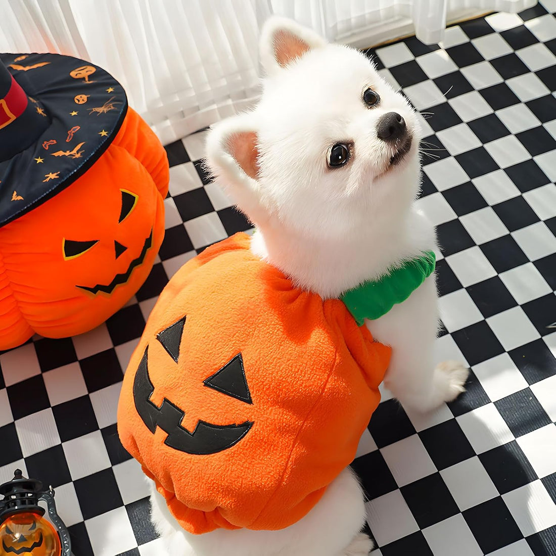 Halloween Pet Photo Ideas: Low-Stress Costumes and Toys