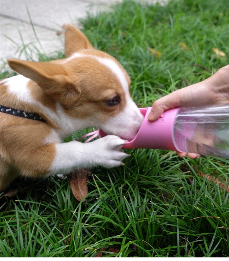 Best Portable Dog Water Bottle for Travel in 2024