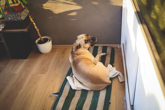 Dog Cooling Mat vs Cooling Vest: Which Does Your Dog Need?
