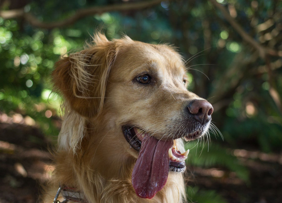 Why Is My Dog Panting So Much? Heat vs Health Issues