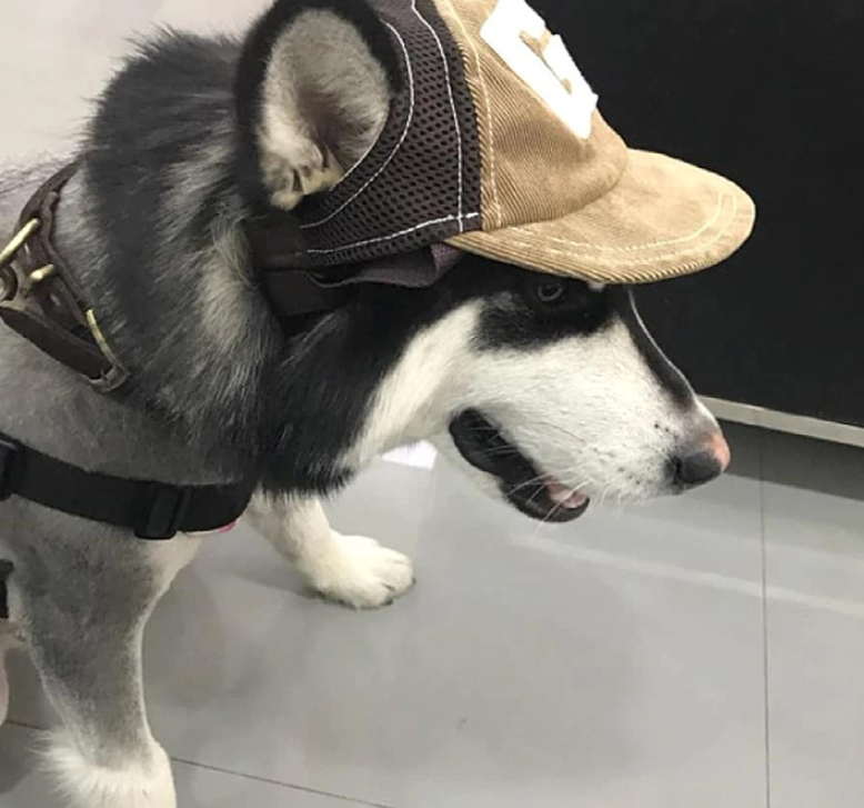 Best Corduroy Dog Hat for Sun Protection in 2024