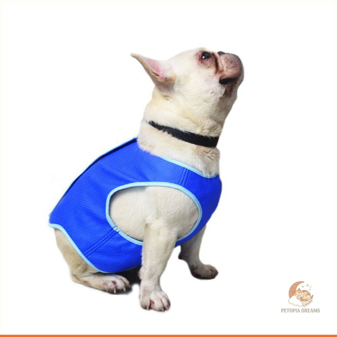 Best Dog Cooling Vests for Summer Heat: Complete Buyer's Gui