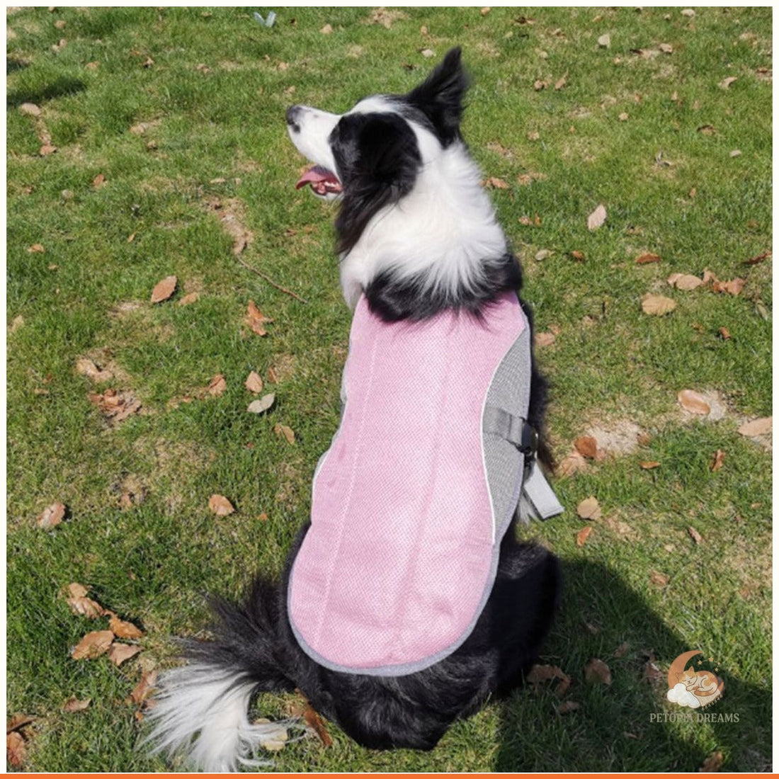 Best Dog Cooling Vests for Summer Walks & Hikes