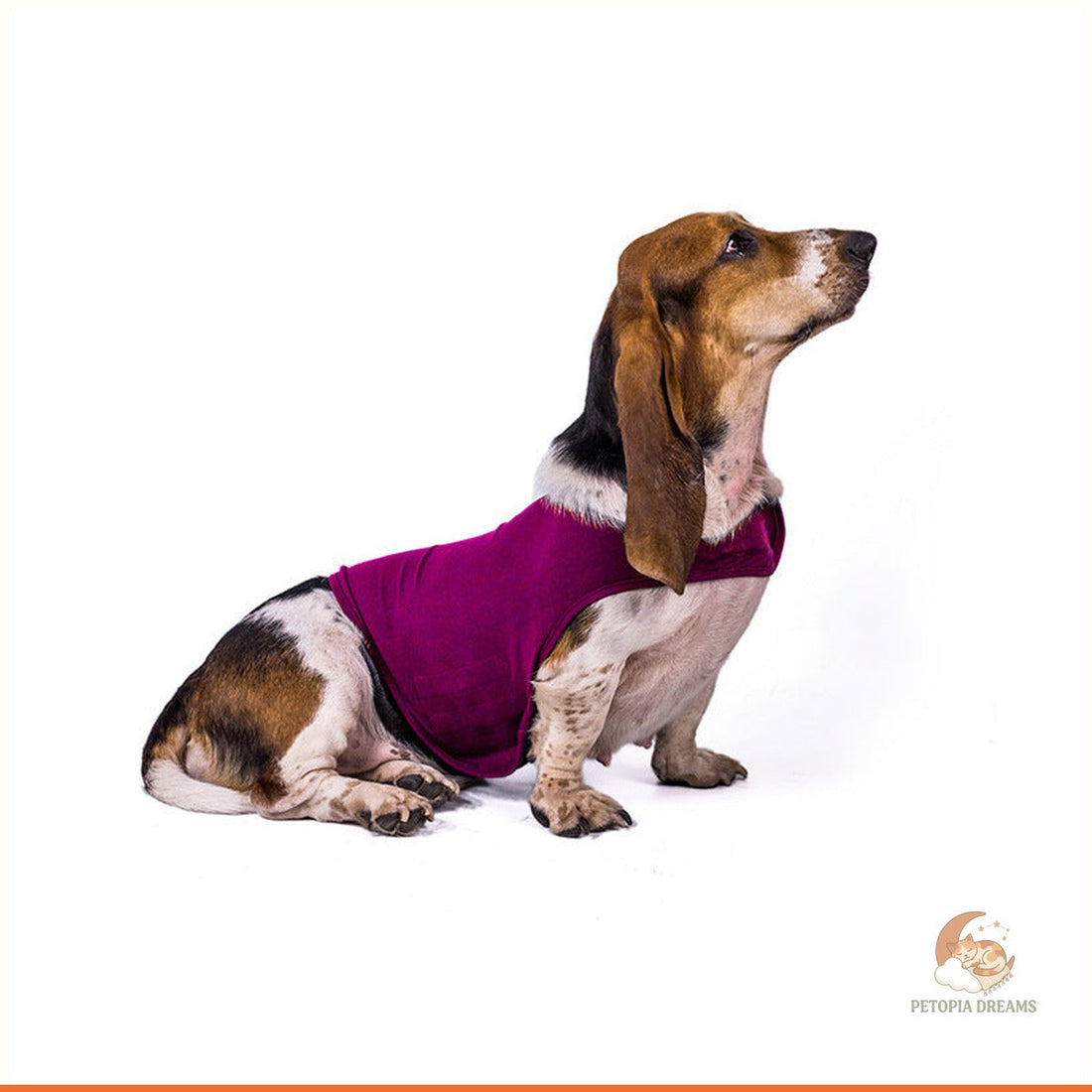 Best Calming Vests for Anxious Dogs: Does It Really Work?