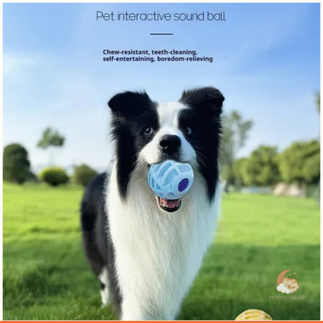 Best Interactive Squeaky Ball for Dogs & Cats