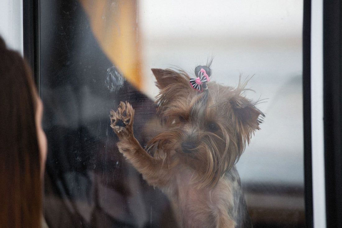 Window Toys vs Hammocks: Which Enriches Bored Indoor Cats Best?
