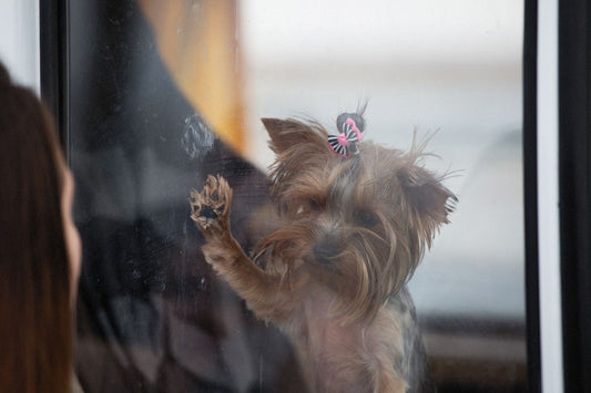 Window Toys vs Hammocks: Which Enriches Bored Indoor Cats Best?