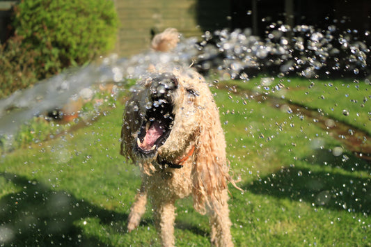 Dog Cooling Mat vs Vest vs Collar: Which Summer Product Works Best?