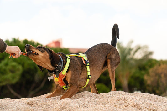 No-Pull Dog Harness Sizing by Breed: Escape-Proof Fit Guide
