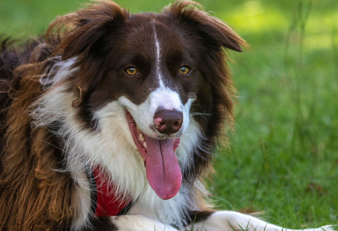 Why Does My Dog Pant Constantly? Heat, Anxiety & Health
