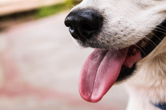 Signs of Heatstroke in Dogs and How to Prevent It