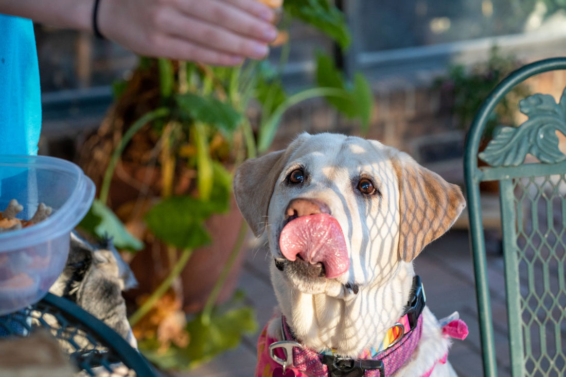 Lick Mats for Dogs and Cats: What They Are, How They Work, and Why Vets Recommend Them
