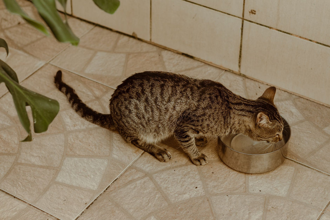 Cat Not Drinking Enough Water? Why a Pet Water Fountain Helps