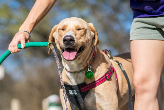 5 Summer Pet Safety Products Every Dog and Cat Owner Should Have