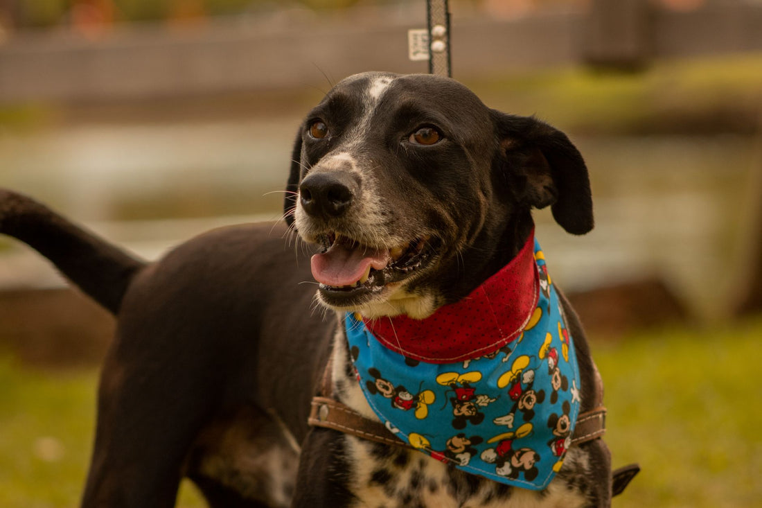 Dog Bandana Style Guide: How to Choose, Fit, and Style a Bandana for Your Dog