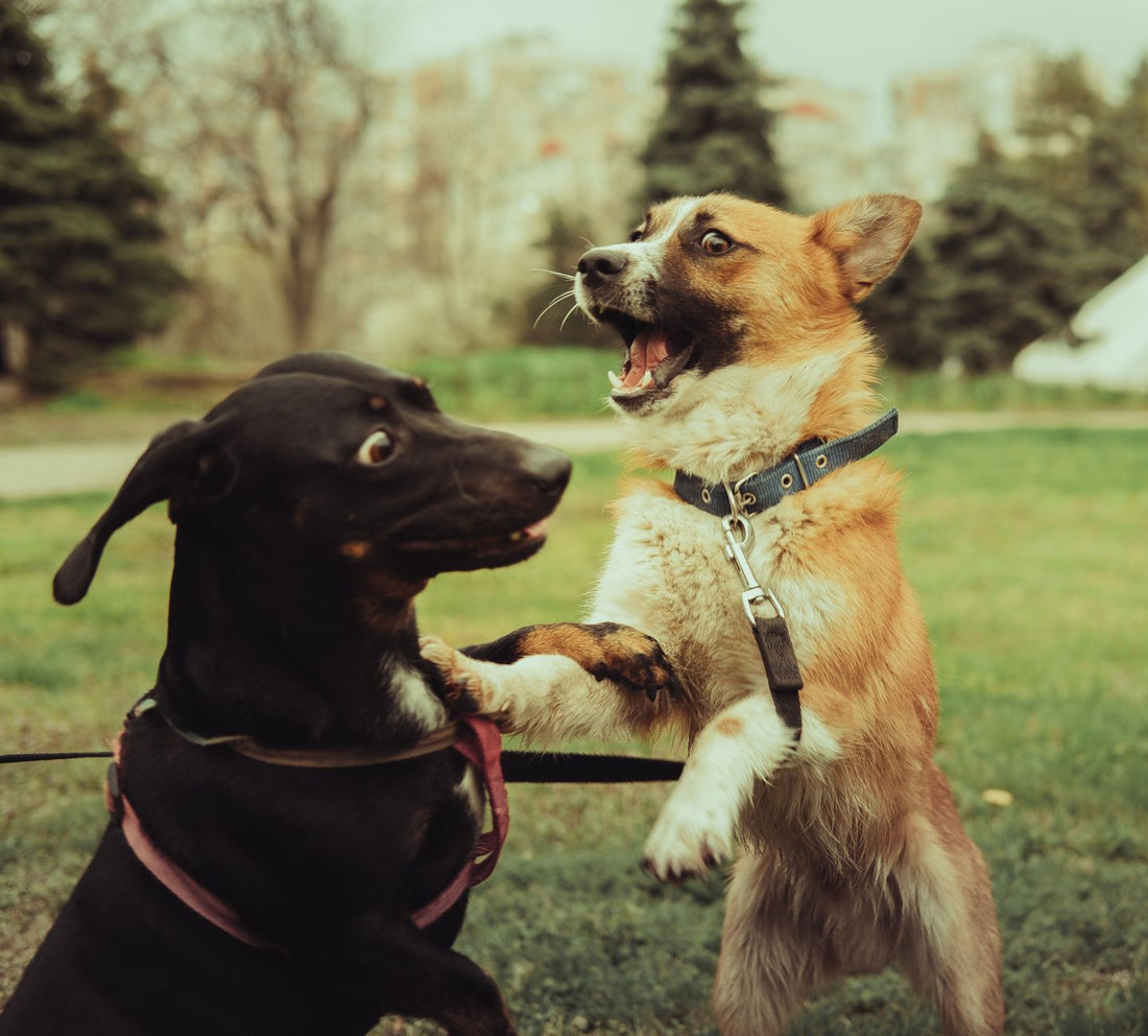 Why Does My Dog Pant Constantly? Heat, Anxiety & Health