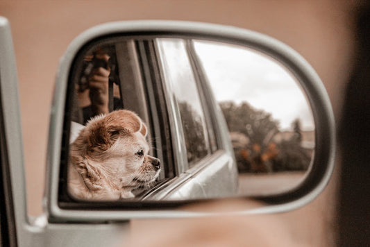 Dog Booster Seat and Window Views: How to Keep Your Dog Happy in the Car