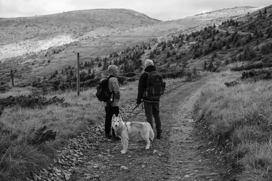 Legs-Out Carrier Backpack: Best Fit & Comfort for Small Dogs