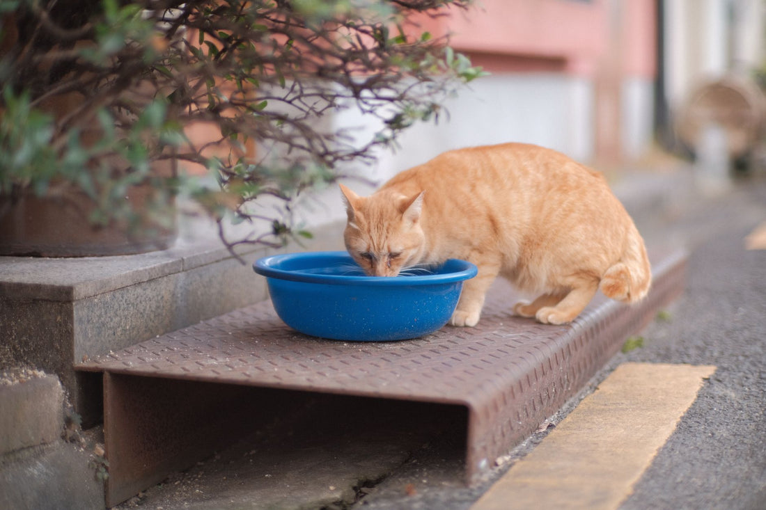 Why Your Cat Water Fountain Keeps Clogging: Filter & Cleaning Fixes