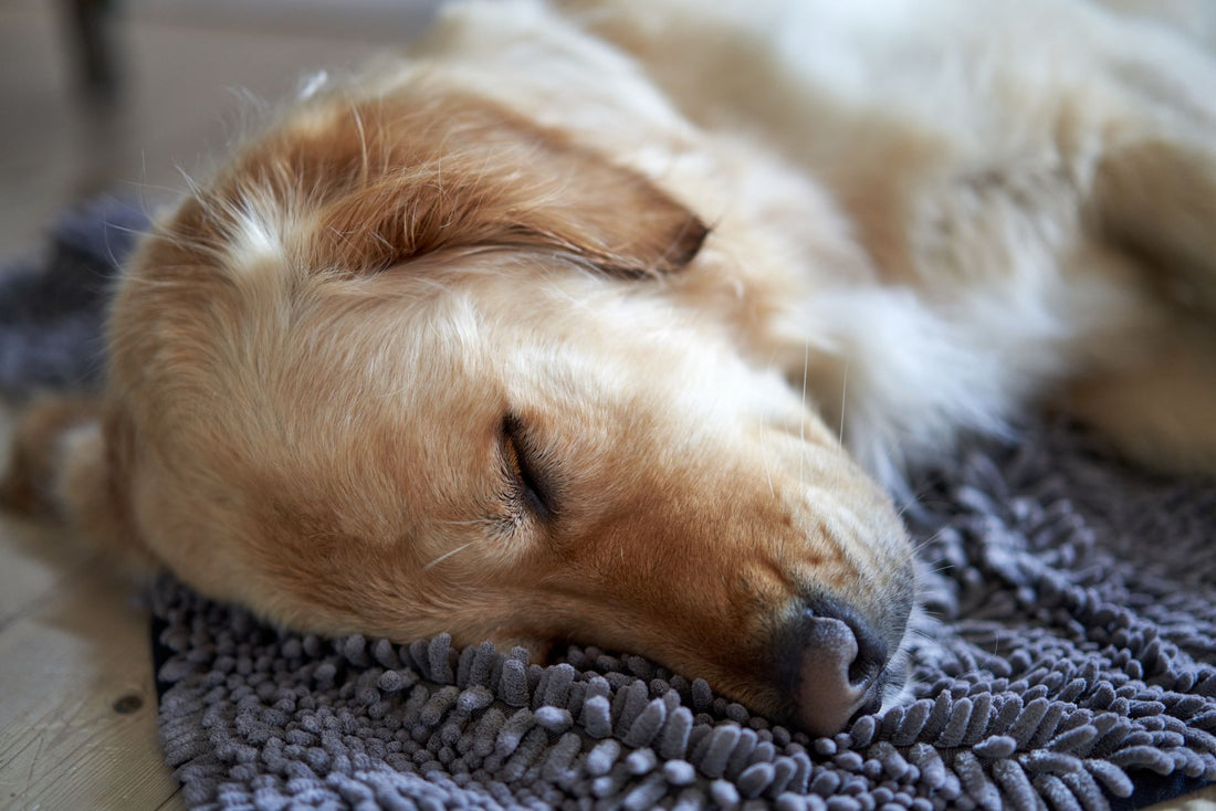 Best Orthopedic Dog Bed: Senior & Puppy Joint Support Guide
