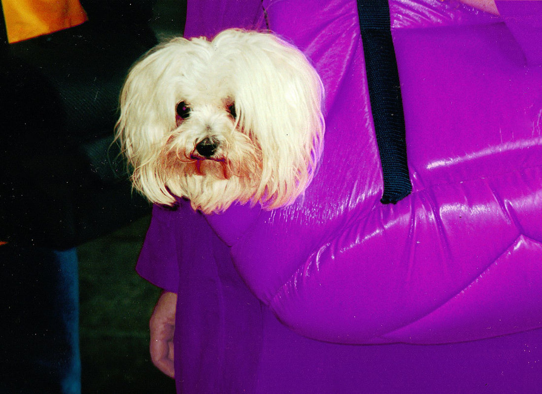 Dog Carrier Backpack with Leg Holes: Comfort, Safety & Fit Guide
