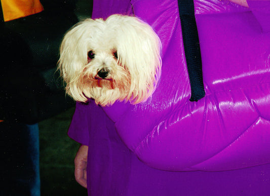 Dog Carrier Backpack with Leg Holes: Comfort, Safety & Fit Guide