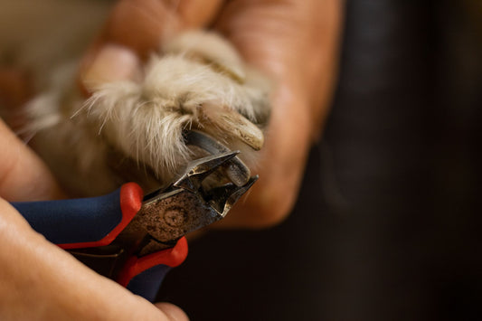 How to Clip Cat Nails Without Hitting the Quick: Safety Guard Guide