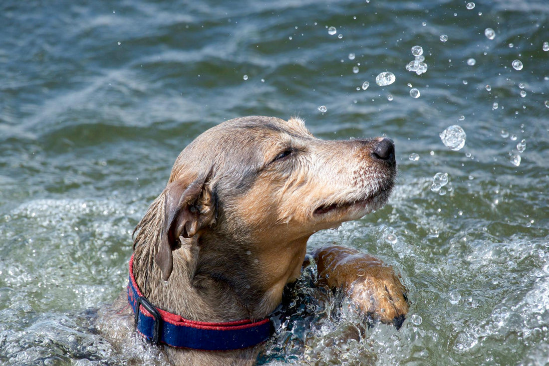 How to Cool Down a Dog Fast on a Hot Day