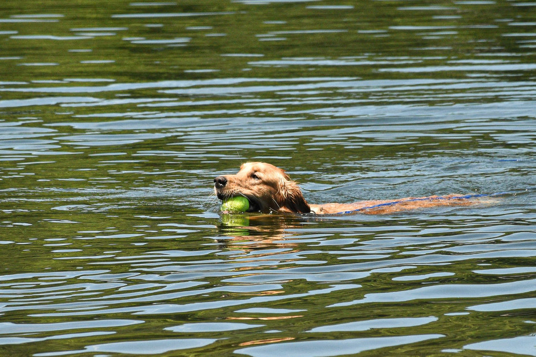 How to Prevent Dog Ear Infections After Swimming