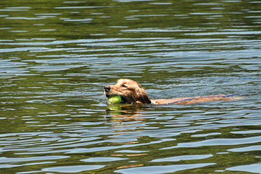 Why Does My Dog Shake After Swimming? Causes & Prevention