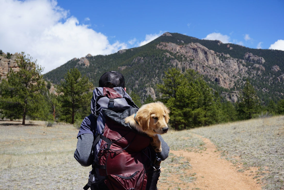Legs-Out Carrier Backpack for Small Dogs: Comfort & Fit Guide