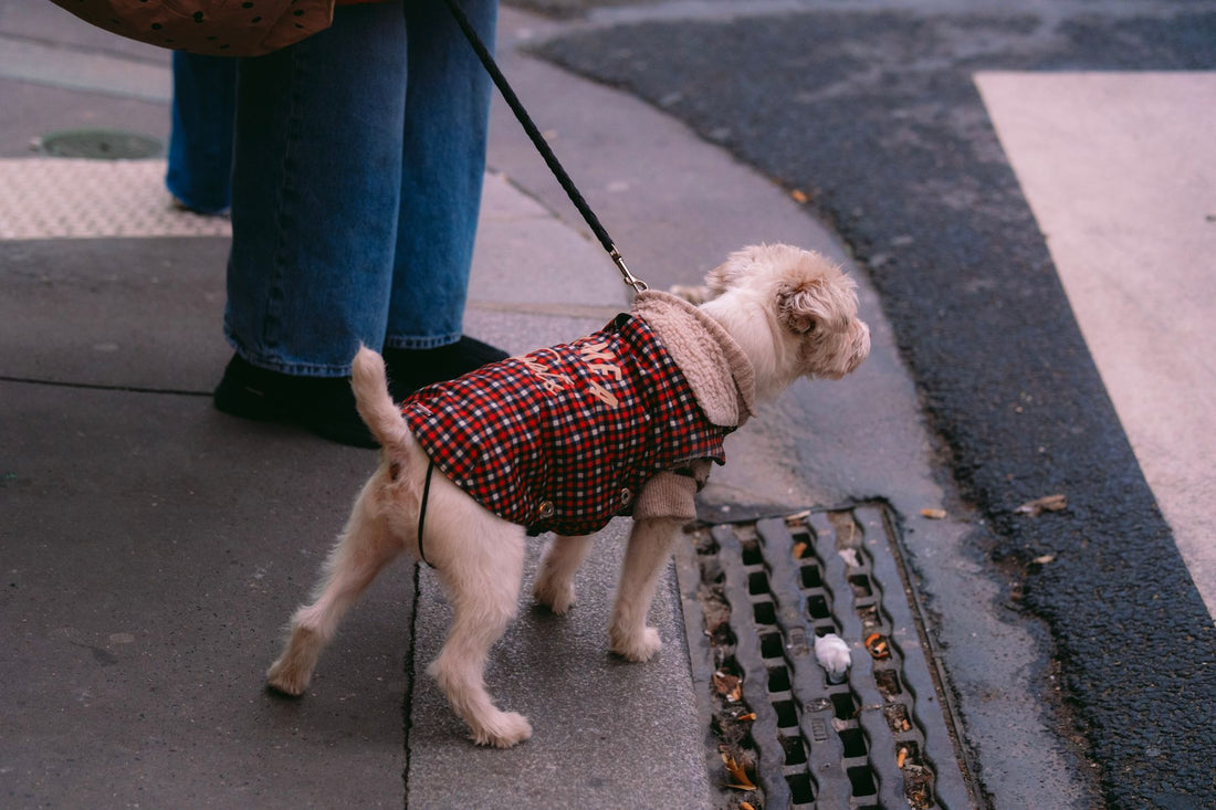 Small Dog Life Jacket: Sizing Guide & Best Picks
