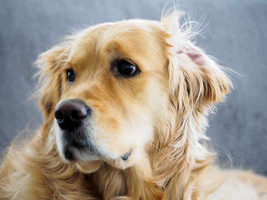 How to Prevent Ear Infections in Dogs After Swimming