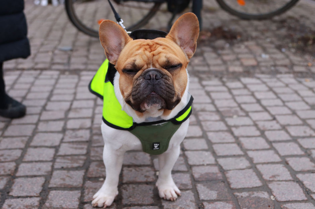 Best Cooling Vest for Flat-Faced Dogs (Frenchies, Pugs, Bulldogs)