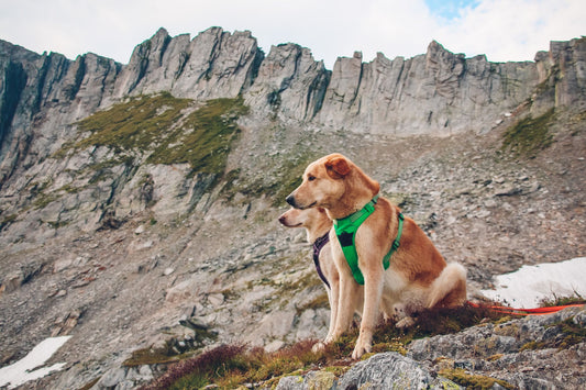 Dog Harness Fit Guide: Prevent Escape & Pulling by Size