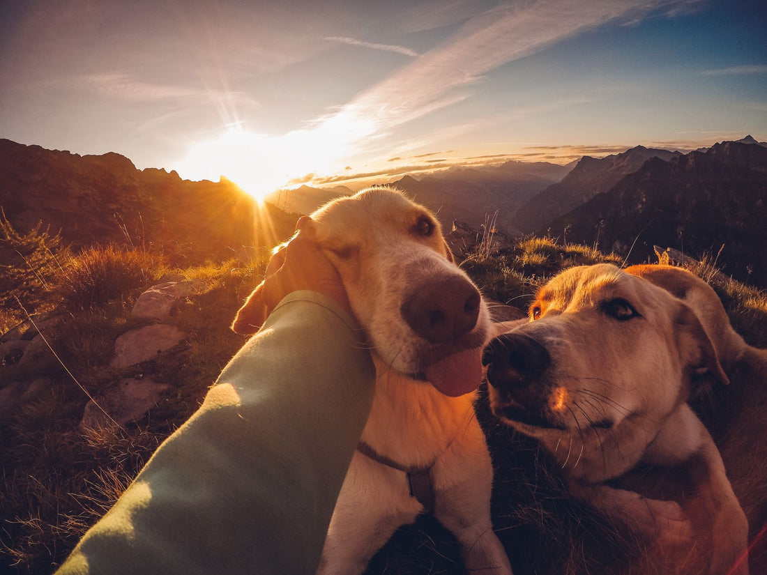 Dog Travel & Car Safety: The Complete Owner Guide