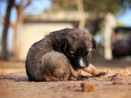Puppy Setup Essentials: Comfort, Hydration & Easy-Clean Gear