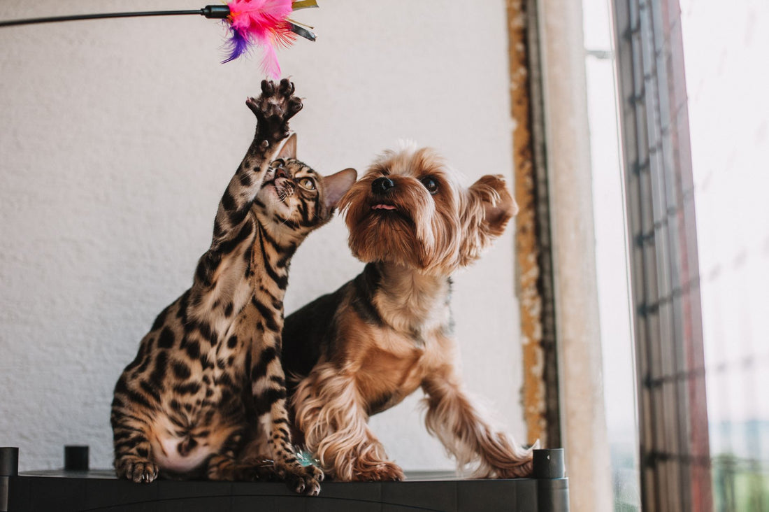 Cat Toy Rotation Schedule: Prevent Boredom & Destructive Scratching