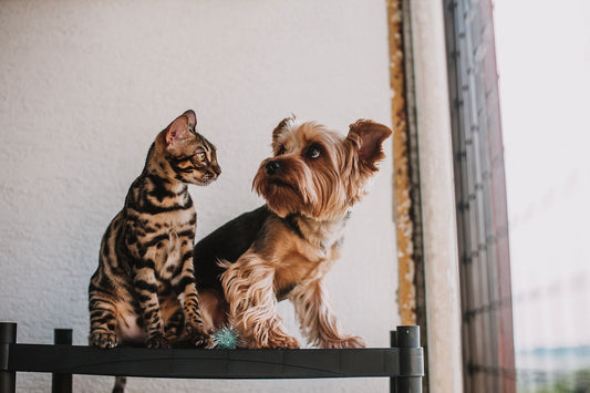 Cat Fountain Placement for Multi-Cat Homes: Noise & Hydration Solutions