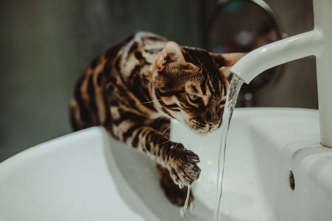 Why Is My Cat Water Fountain Not Working? Troubleshooting Guide