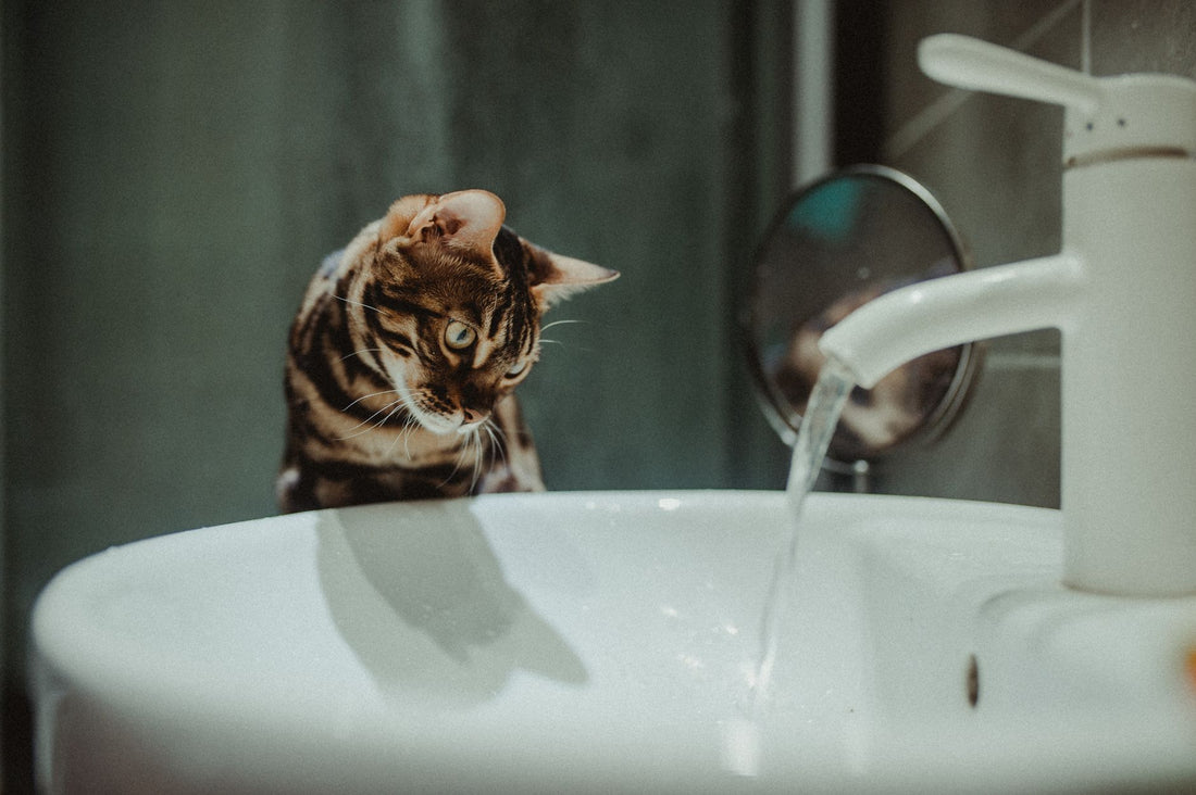 Cat Hydration: The Complete Guide to Keeping Your Cat Drinking