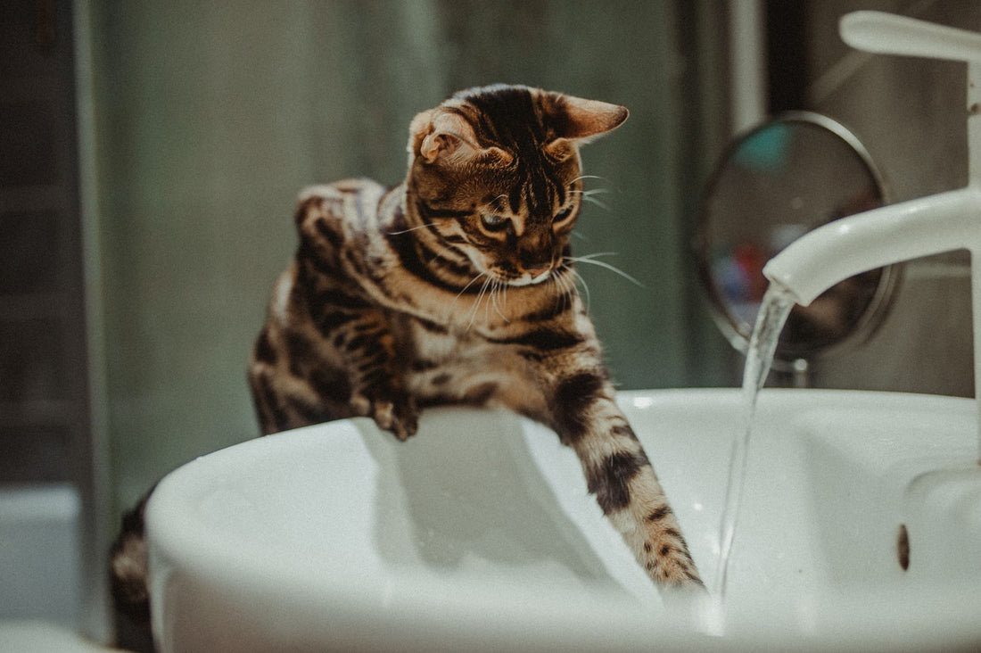 Why Do Cats Prefer Running Water? The Science Behind Cat Fountains