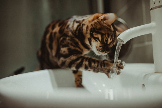 Ceramic vs Plastic Cat Water Fountain: Which Material Is Best?
