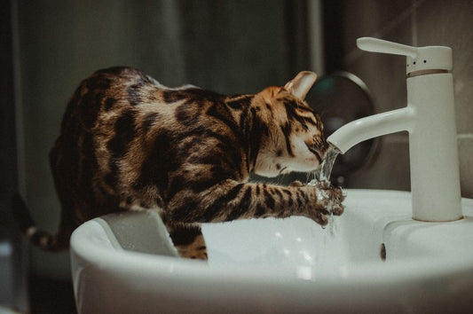 Does a Cat Water Fountain Help Prevent Kidney Disease?