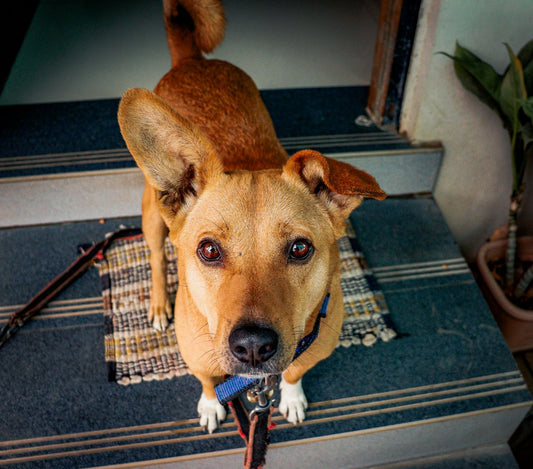 Best Cooling Mat for Large Dogs: Gel Pad & Crate Guide