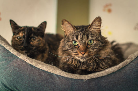 Self-Warming Cat Beds for Winter: Garage, Porch & Senior Cats