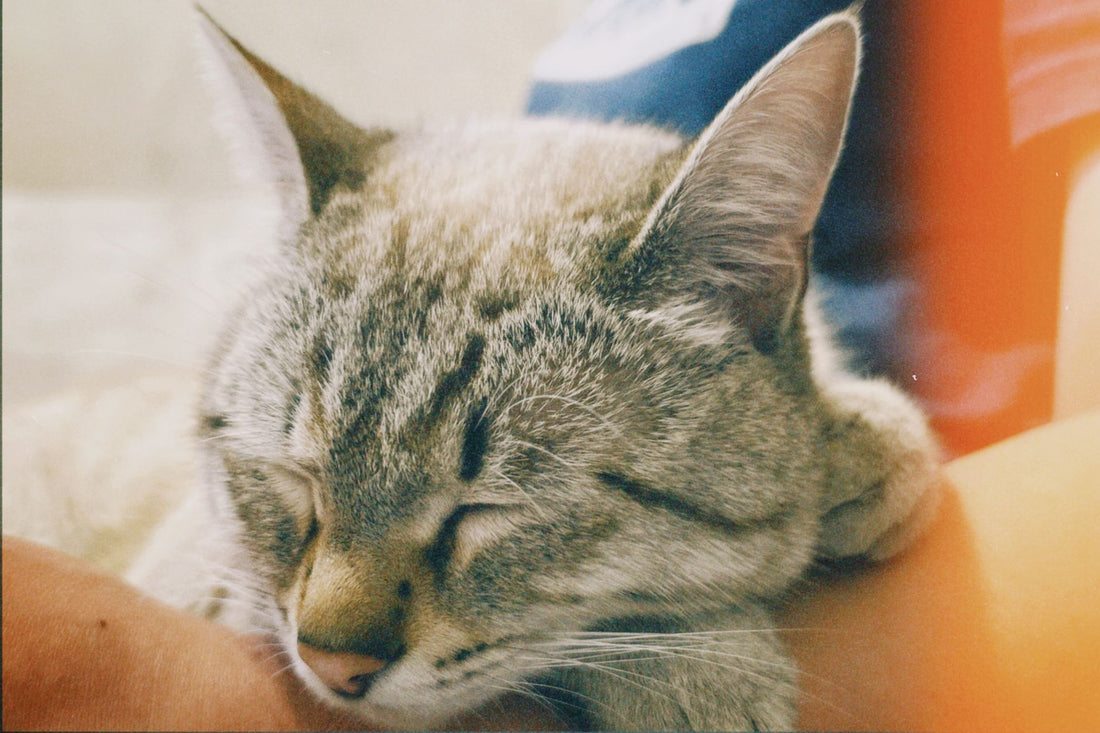 Why Won't My Cat Drink Water? Causes & Proven Fixes